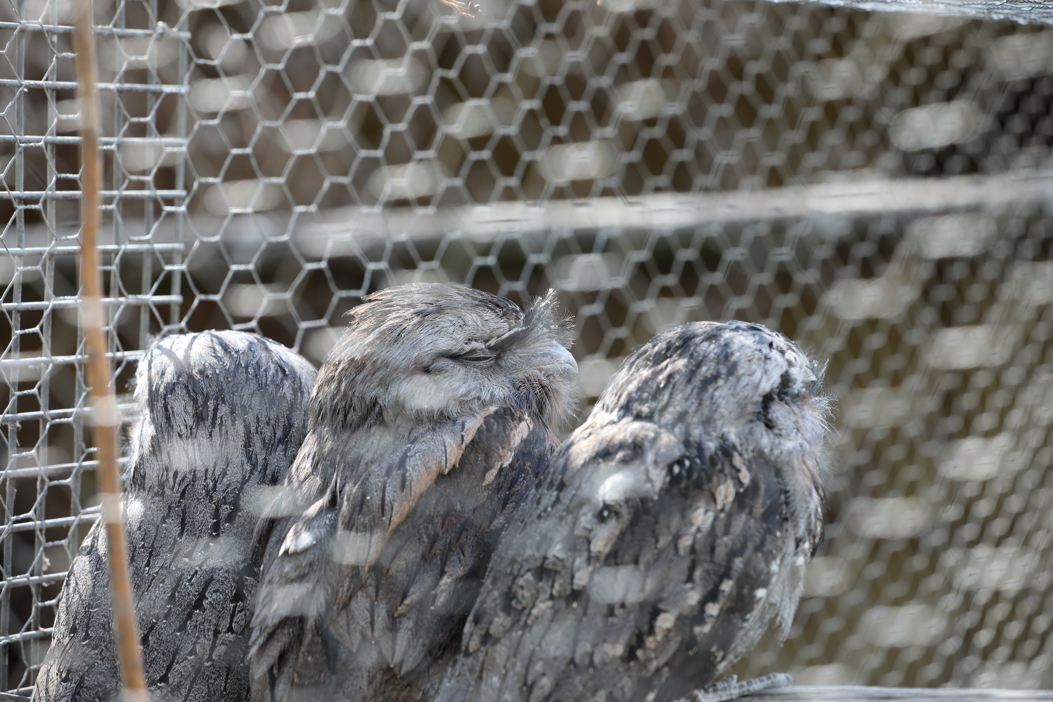 2019 11 22 16 35 34 Canon EOS 5D Mark IV 0034